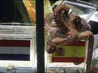 नहीं रहे ऑक्टोपस बाबा पॉल..