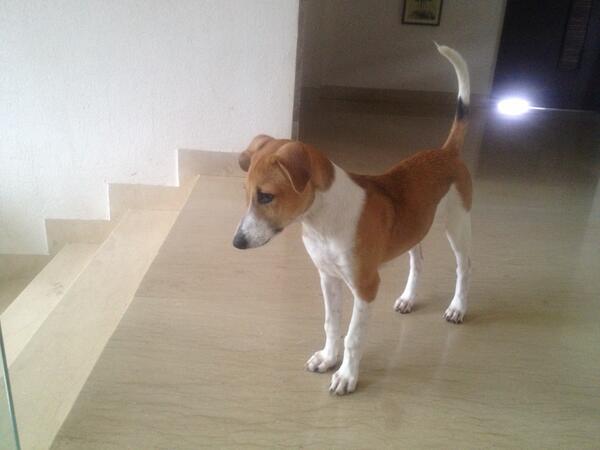 कप्‍तान धोनी ने बाघ के बाद पिल्‍ले को लिया गोद