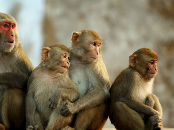 T20 WC 2016: पाकिस्तान में अब बंदर तय कर रहा है जीत का 'मौका'