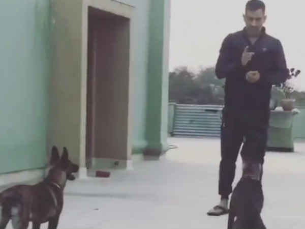 देखें VIDEO: अपने कुत्तों को कैसी-कैसी चीजें सीखा रहे हैं महेंद्र सिंह धोनी