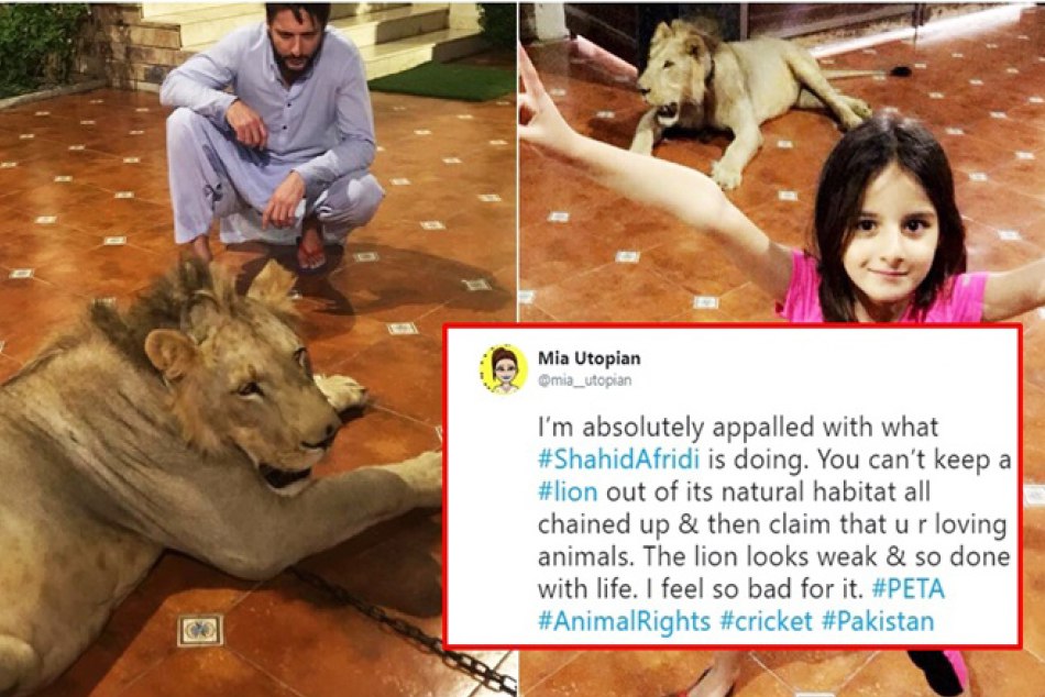 घर में जंजीर से बंधे शेर की तस्वीर शेयर कर फंसे शाहिद आफरीदी, लोगों ने पूछे ये सवाल