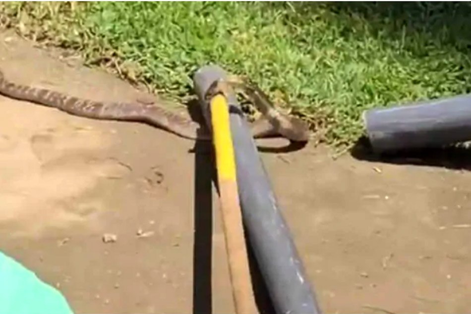 ENGvsSL:अभ्यास सत्र के दौरान जब मैदान में पहुंचा सांप,सहम गए खिलाड़ी, VIDEO