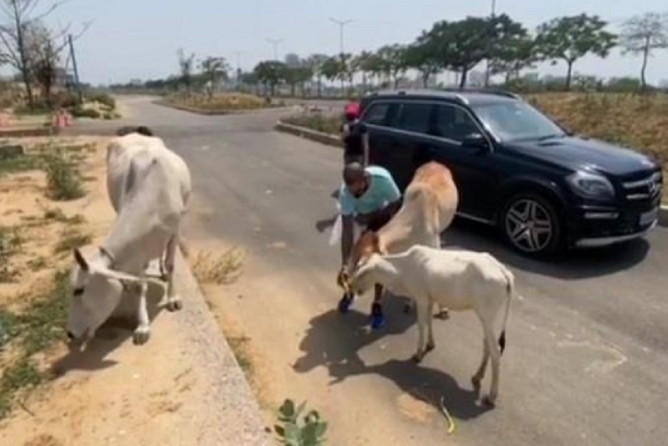 शिखर धवन ने जीता दिल, भूखी गायों को खिलाया खाना, शेयर किया वीडियो