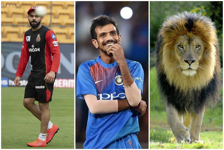 कोहली और शेर की फोटो में निकालना था फर्क, युजवेंद्र चहल ने किया मजेदार कमेंट