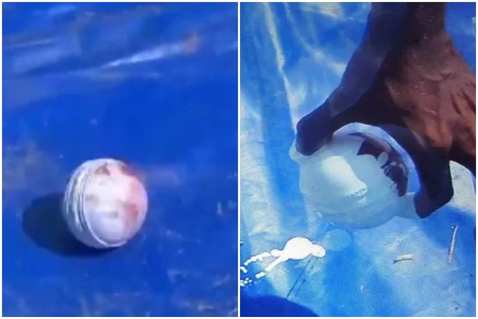 जॉनी बेयरस्टो का छक्का सीधा जाकर पेंट की बाल्टी में गिरा- देखें VIDEO