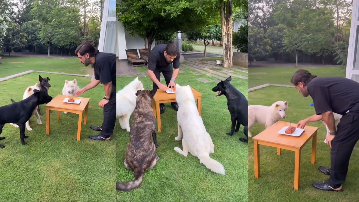 धोनी ने खास स्टाइल में सेलिब्रेट किया अपना 42वां बर्थडे, फॉर्म हाउस पर डॉग के साथ काटा केक- VIDEO